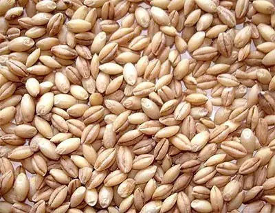 Haleem Wheat (Peeled Wheat) (2 lb bag)